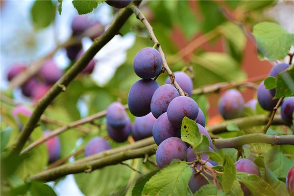 梦到在李子树下吃李子